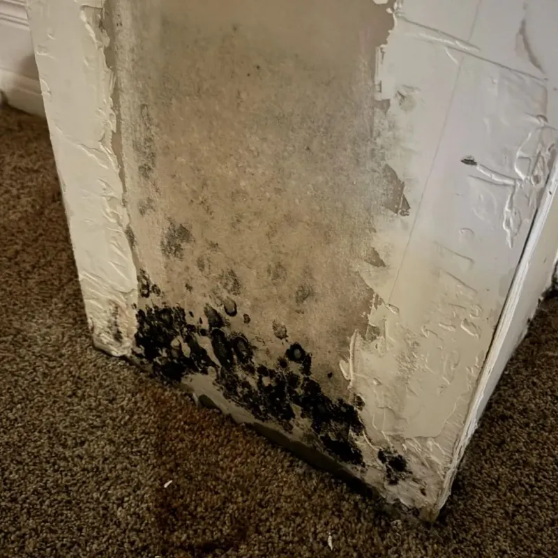 Professional Mold Removal in Edgerton, WI